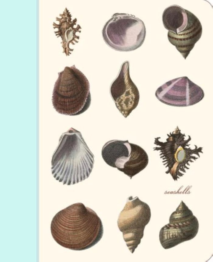 Couverture du livre « SEASHELLS » de Collectif, librairie Les Contes Infusés à Corte