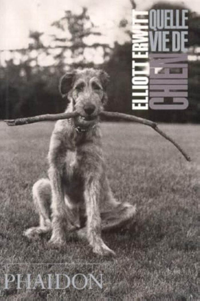 Couverture du livre « QUELLE VIE DE CHIEN (FRANCAIS) », librairie Les Contes Infusés à Corte