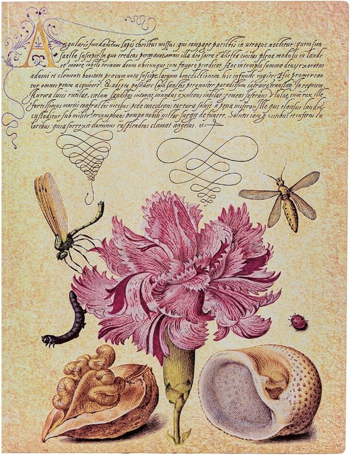 Couverture du livre « CARNET SOUPLE PAPERBLANKS OEILLET ROSE ULTRA NON LIGNE 176P. », librairie Les Contes Infusés à Corte