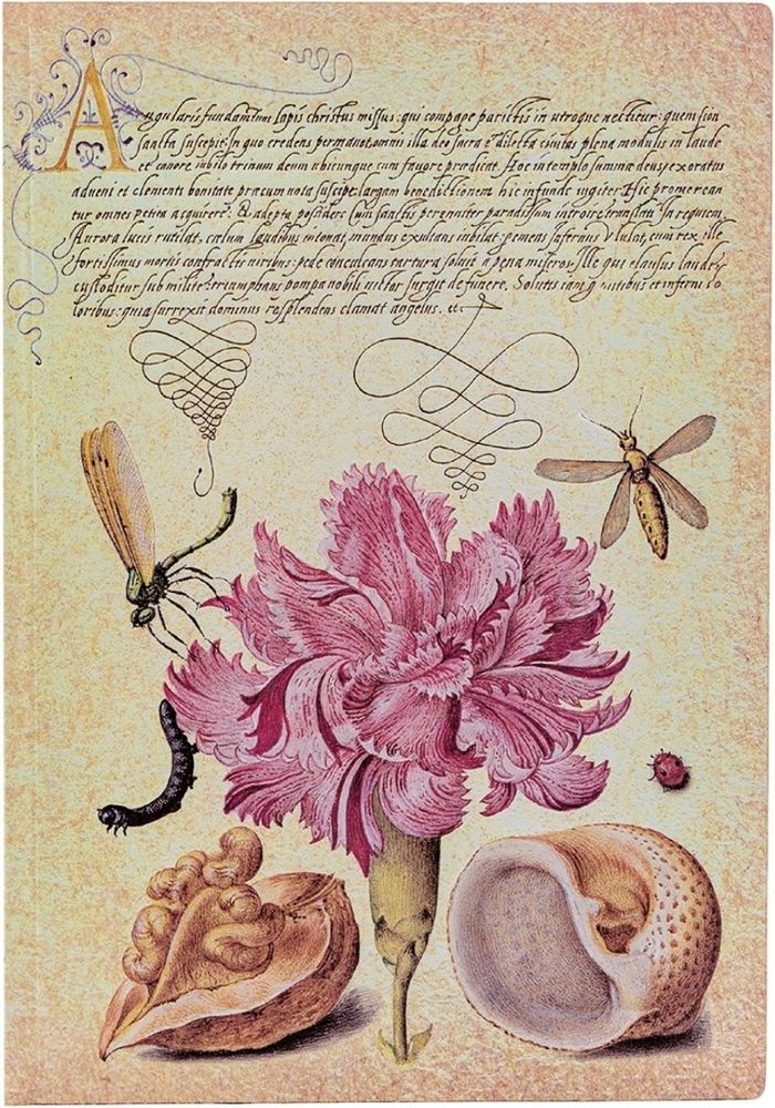 Couverture du livre « CARNET SOUPLE PAPERBLANKS OEILLET ROSE MIDI LIGNE 176P. » de Xxx, librairie Les Contes Infusés à Corte