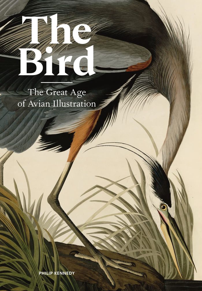Couverture du livre « THE BIRD THE GREAT AGE OF AVIAN ILLUSTRATION /ANGLAIS », librairie Les Contes Infusés à Corte
