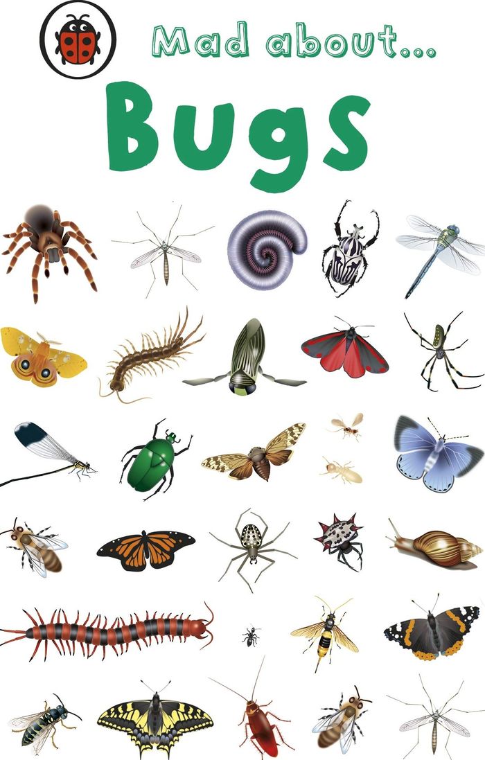 Couverture du livre « MAD ABOUT BUGS », librairie Les Contes Infusés à Corte