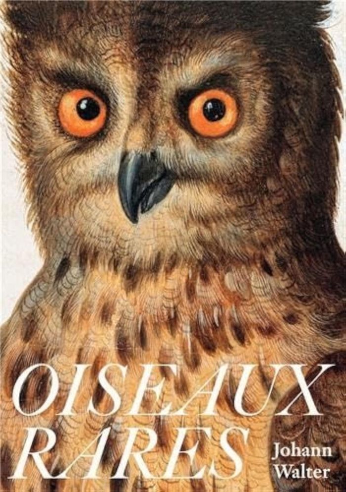 Couverture du livre « JOHANN WALTER OISEAUX RARES /FRANCAIS » de Johann Walter, librairie Les Contes Infusés à Corte
