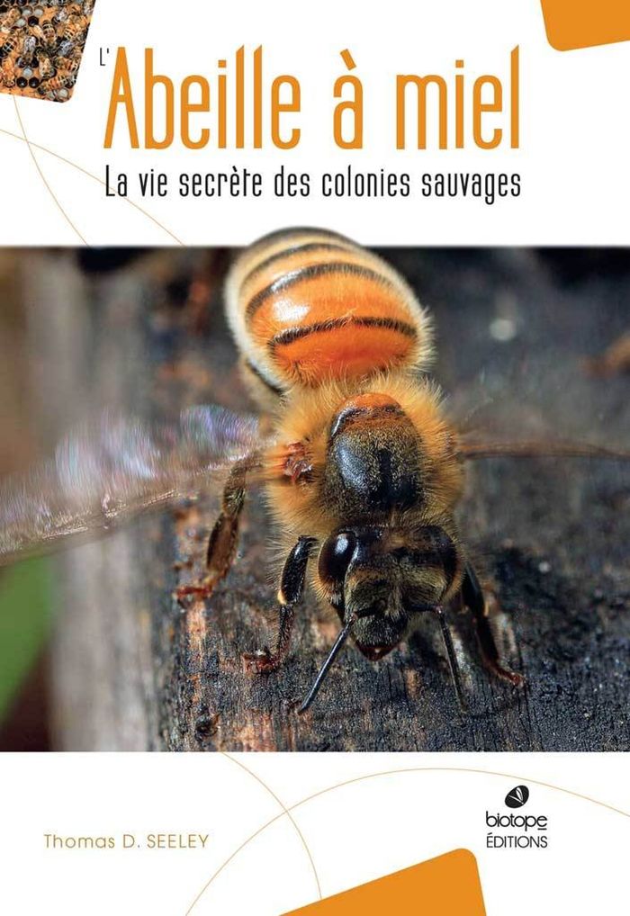 Couverture du livre « L'ABEILLE A MIEL - LA VIE SECRETE DES COLONIES SAUVAGES » de Seeley Thomas D., librairie Les Contes Infusés à Corte