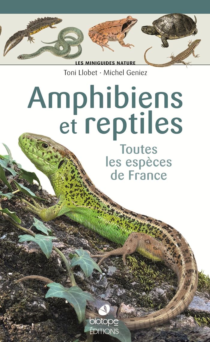 Couverture du livre « Amphibiens et reptiles : toutes les espèces de France » de Toni Llobet, librairie Les Contes Infusés à Corte