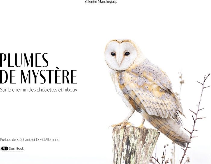 Couverture du livre « PLUMES DE MYSTERE - SUR LE CHEMIN DES CHOUETTES ET HIBOUX », librairie Les Contes Infusés à Corte