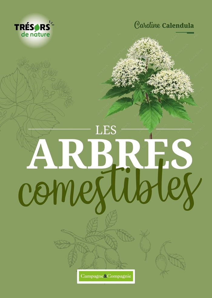 Couverture du livre « Les arbres comestibles : les identifier et les cuisiner » de Caroline Calendula, librairie Les Contes Infusés à Corte
