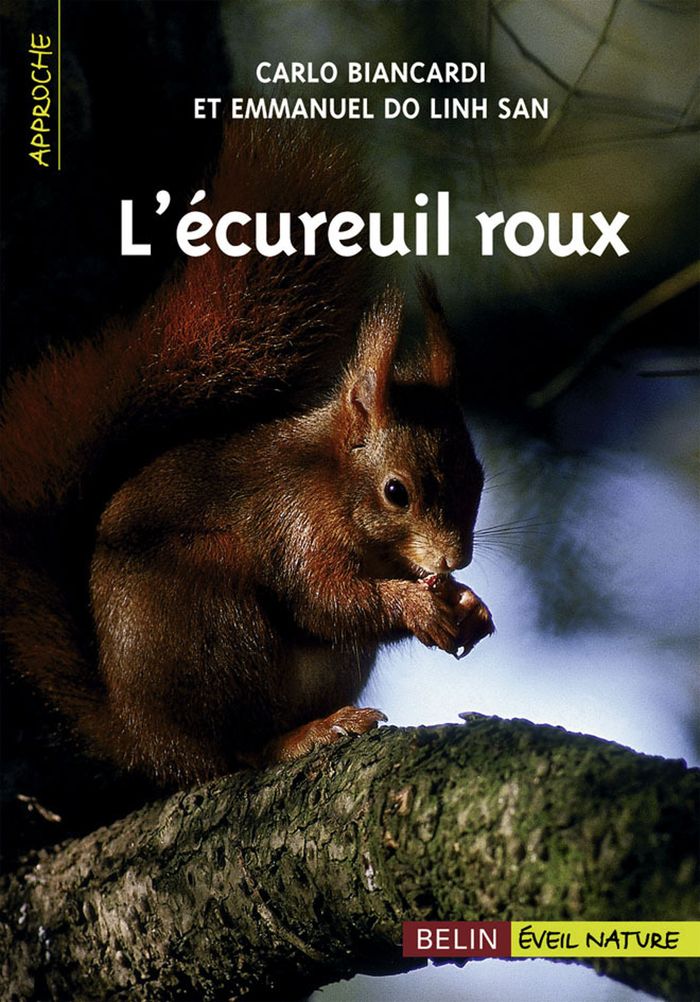 Couverture du livre « L'ECUREUIL ROUX », librairie Les Contes Infusés à Corte