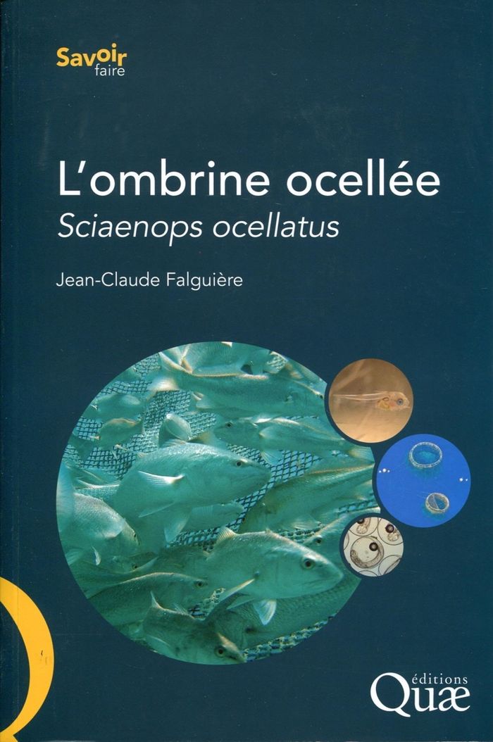 Couverture du livre « L'OMBRINE OCELLEE - SCIAENOPS OCELLATUS. », librairie Les Contes Infusés à Corte