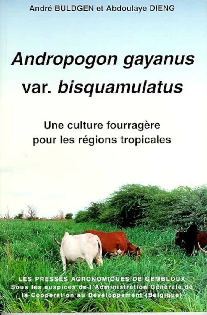 Couverture du livre « ANDROPOGON GAYANUS VAR. BISQUAMULATUS. UNE CULTURE FOURRAGERE POUR LES REGIONS TROPICALES », librairie Les Contes Infusés à Corte