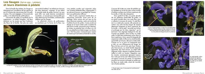 Couverture du livre « STRATEGIES VEGETALES, PETITS ARRANGEMENTS ET GRANDES MANOEUVRES » de Garrone, B. Schat B., librairie Les Contes Infusés à Corte
