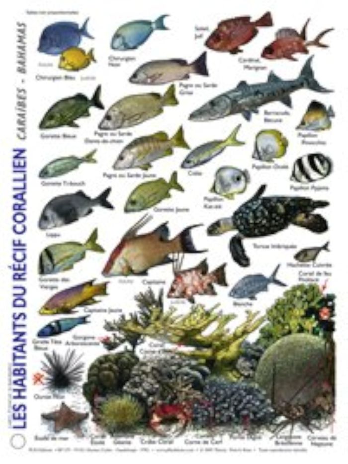 Couverture du livre « PLAQUETTE PLONGEE STAB EN FRANCAIS LES HABITANTS DU RECIF CORALLIEN » de Petit Le Brun Th., librairie Les Contes Infusés à Corte