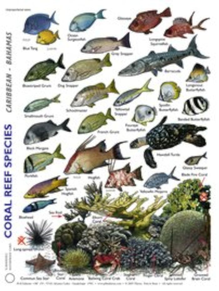 Couverture du livre « PLAQUETTE PLONGEE STAB EN ANGLAIS LES HABITANTS DU RECIF CORALLIEN » de Petit Le Brun Th., librairie Les Contes Infusés à Corte
