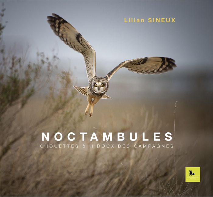 Couverture du livre « NOCTAMBULES CHOUETTES & HIBOUX DES CAMPAGNES », librairie Les Contes Infusés à Corte