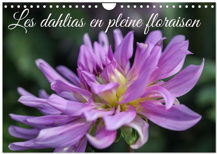 Couverture du livre « LES DAHLIAS EN PLEINE FLORAISON (CALENDRIER MURAL 2026 DIN A4 VERTICAL), CALVENDO CALENDRIER MENSUEL » de Sarah Gillieron, librairie Les Contes Infusés à Corte