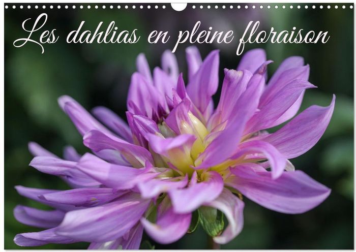 Couverture du livre « LES DAHLIAS EN PLEINE FLORAISON (CALENDRIER MURAL 2026 DIN A3 VERTICAL), CALVENDO CALENDRIER MENSUEL » de Sarah Gillieron, librairie Les Contes Infusés à Corte