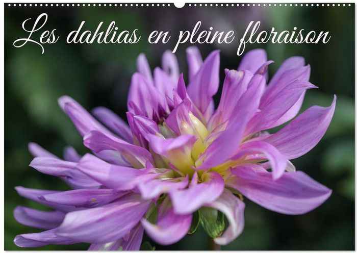 Couverture du livre « LES DAHLIAS EN PLEINE FLORAISON (CALENDRIER MURAL 2026 DIN A2 VERTICAL), CALVENDO CALENDRIER MENSUEL » de Sarah Gillieron, librairie Les Contes Infusés à Corte