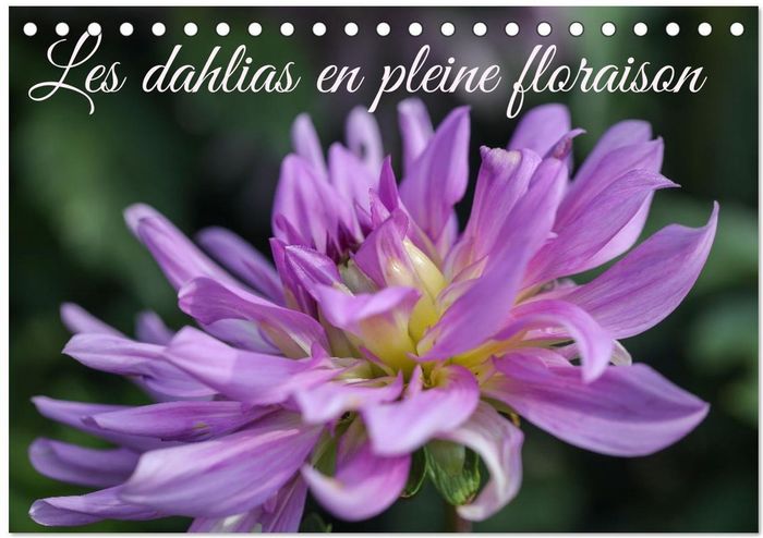 Couverture du livre « LES DAHLIAS EN PLEINE FLORAISON (CALENDRIER DE BUREAU 2026 DIN A5 VERTICAL), CALVENDO CALENDRIER MEN » de Sarah Gillieron, librairie Les Contes Infusés à Corte