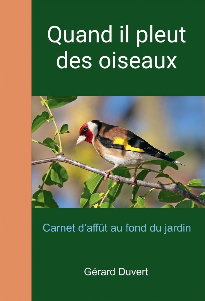 Couverture du livre « Quand il pleut des oiseaux : Carnet d'affût au fond du jardin » de Gérard Duvert, librairie Les Contes Infusés à Corte